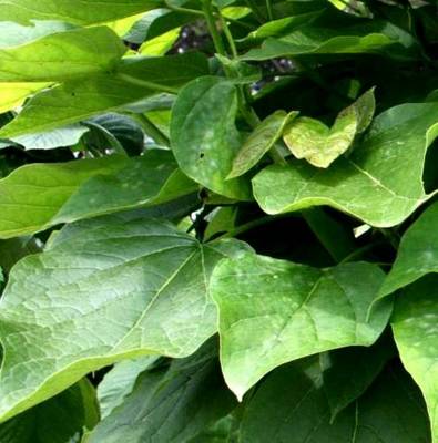 CATALPA BUNGEI